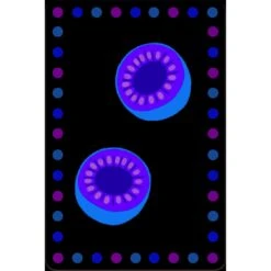 Jeu Smoothie - Djeco 10 Jeu Smoothie - Djeco -Les Amis Ludiques Soldes djeco jeu smoothie 3070900051928 3